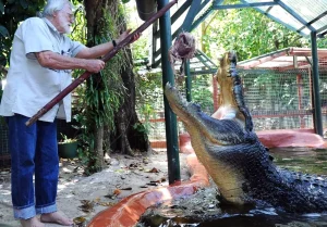 kematian-brutus-buaya-terbesar-di-dunia-yang-ditawan-meninggal-di-australia-pada-usia-lebih-dari-100-tahun