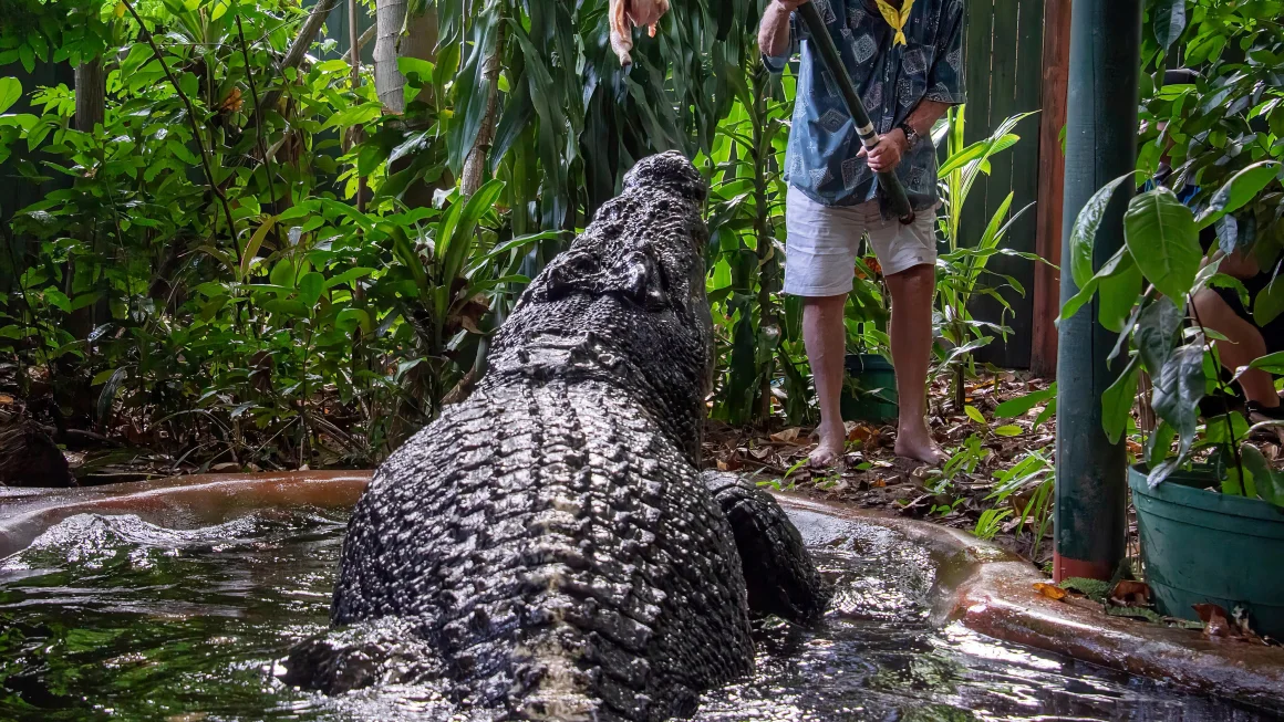 kematian-brutus-buaya-terbesar-di-dunia-yang-ditawan-meninggal-di-australia-pada-usia-lebih-dari-100-tahun