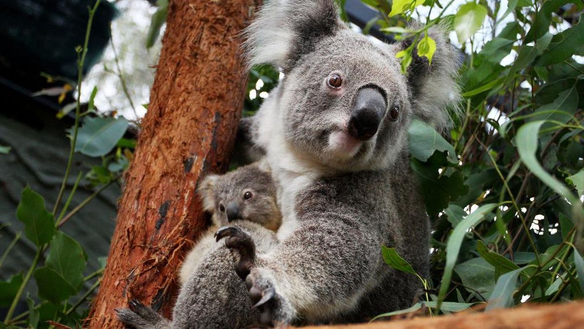 kejutan-tak-terduga-koala-menghampiri-pasangan-di-rumah-mereka-di-australia